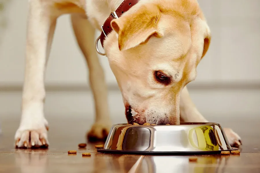 Perro labrador comiendo croquetas de su plato metálico