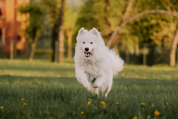 Samoyedo corriendo feliz en un parque
