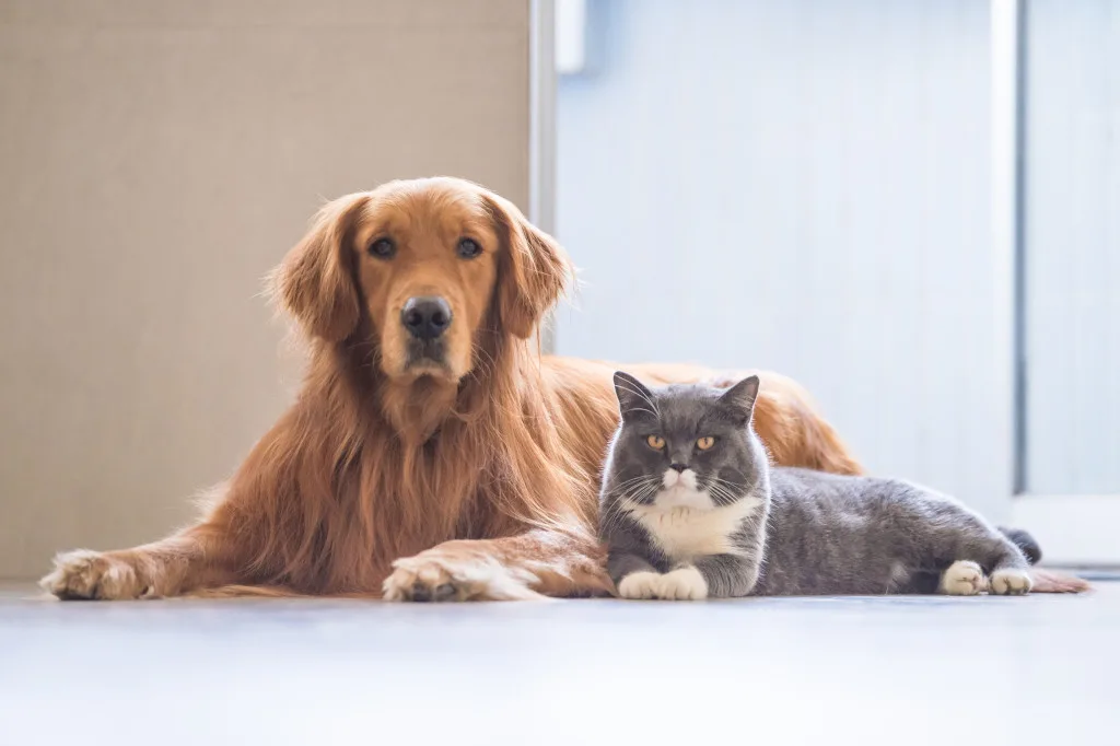 Golden retriever y gato gris sentados juntos mirando a cámara