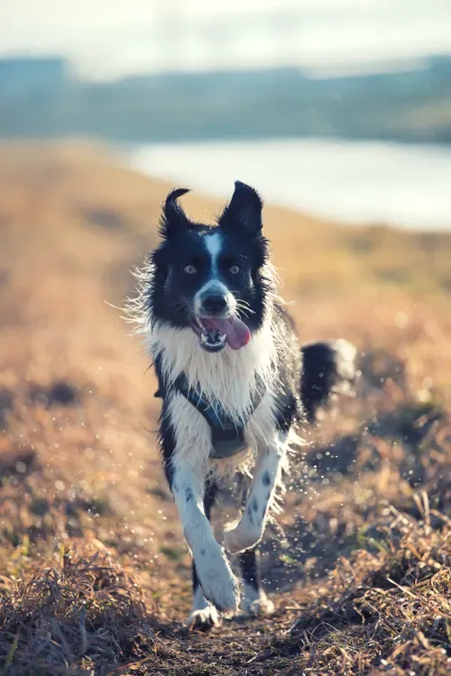 Border collie corriendo hacia la cámara en un campo